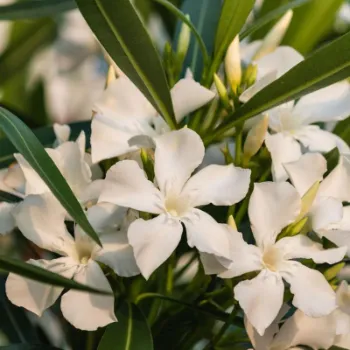 Fresh Arali Flowers